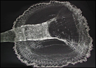 ?��L?��?��?��O?��t?��B?��b?��V?��?��?��[